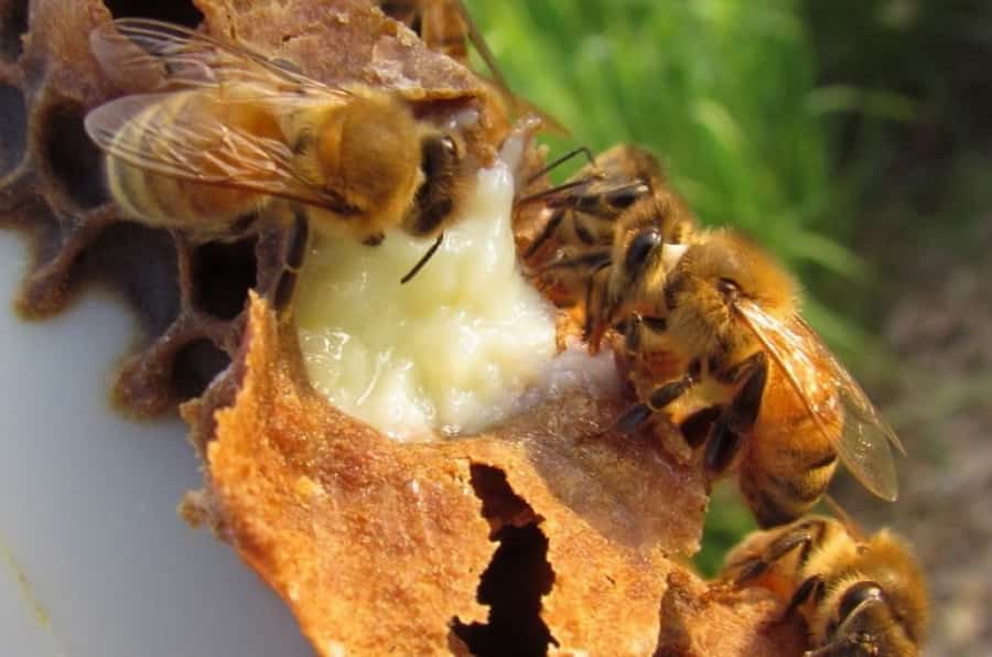 Пчелиное маточное молочко - Победа Качество Здоровье