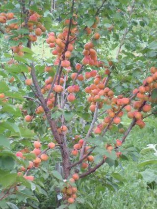 Амур абрикос семена